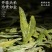 【浓豆香绿黄版】批发雨前杭州龙井茶2025新茶绿茶电商款