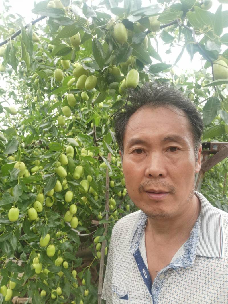 芽变特甜大枣树苗核小肉多，不用环剥不受粉，糖度30一40