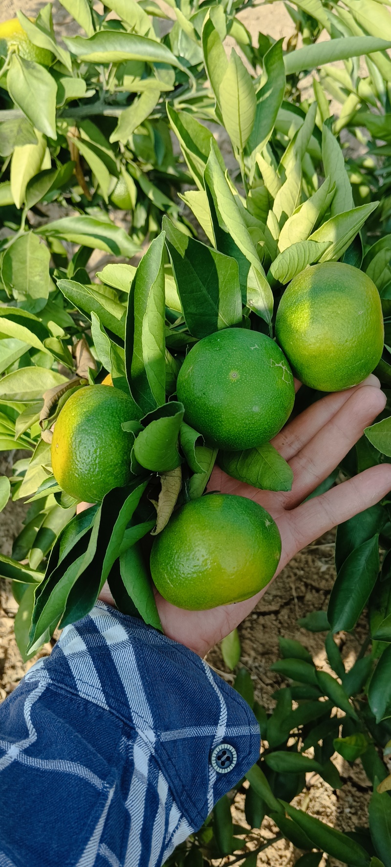 特早蜜橘即将上市