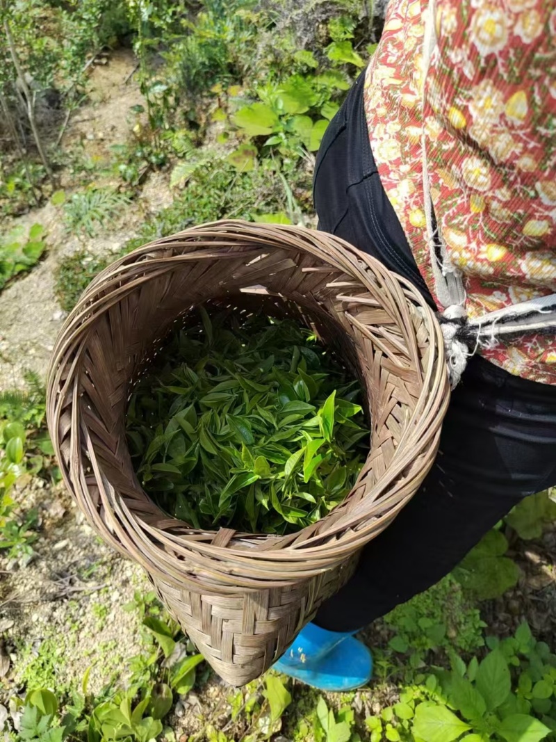 《推荐》鸭屎香，茶条紧实奶香味明显喝完满口留香