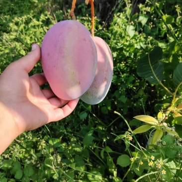 凯特芒果