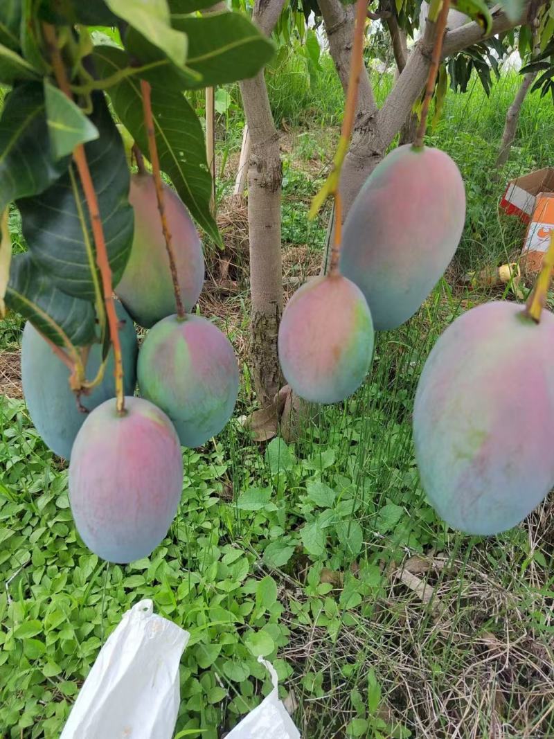 凯特芒果