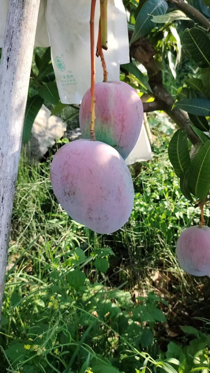 凯特芒果