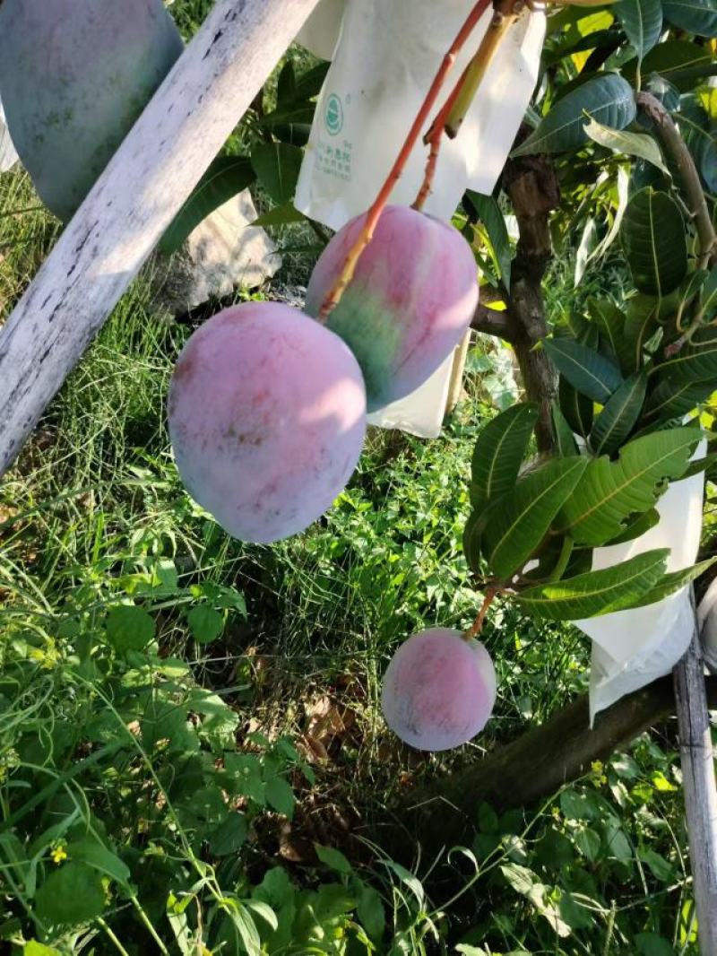 凯特芒果