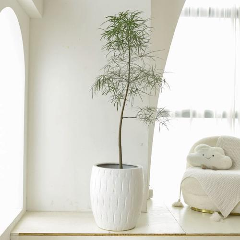 澳洲佛肚树苗昆士兰瓶干树室内盆栽花卉绿植庭院风景树