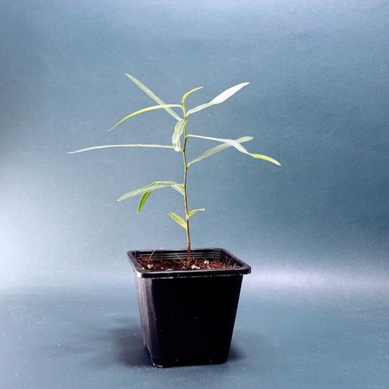 澳洲佛肚树苗昆士兰瓶干树室内盆栽花卉绿植庭院风景树