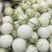 玉菇甜瓜冰激凌玉菇白瓜大量有货产地直发新鲜采摘代收