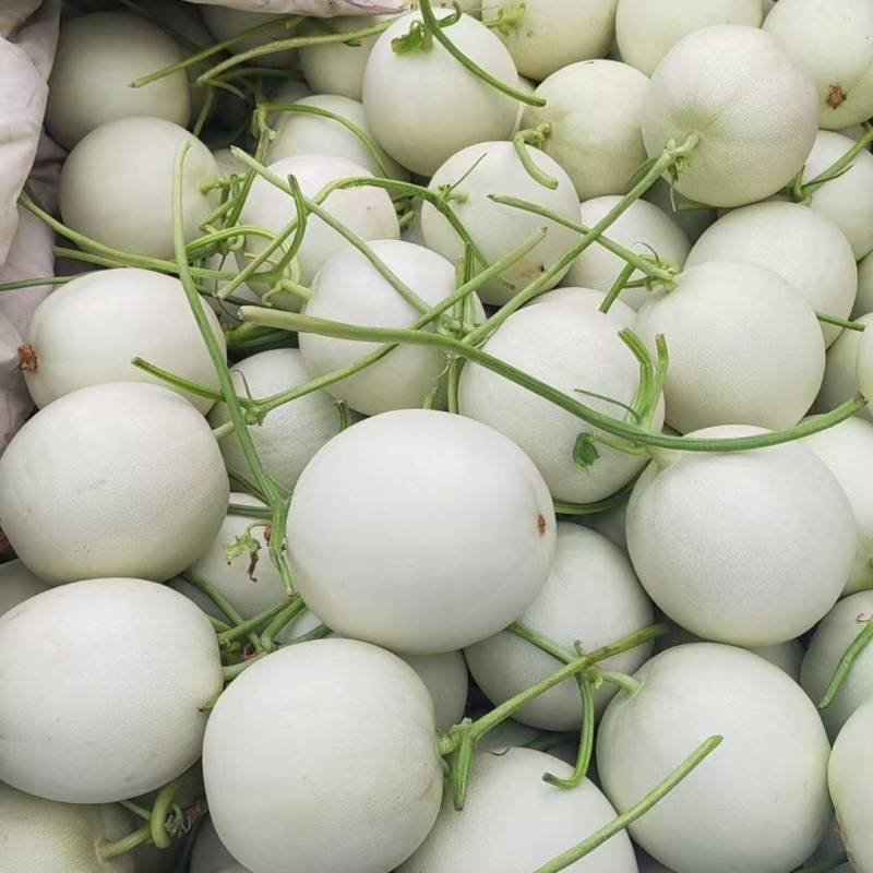 玉菇甜瓜冰激凌玉菇白瓜大量有货产地直发新鲜采摘代收