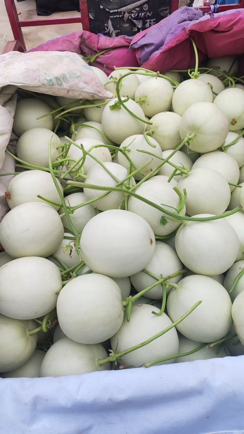 玉菇甜瓜冰激凌玉菇白瓜大量有货产地直发新鲜采摘代收