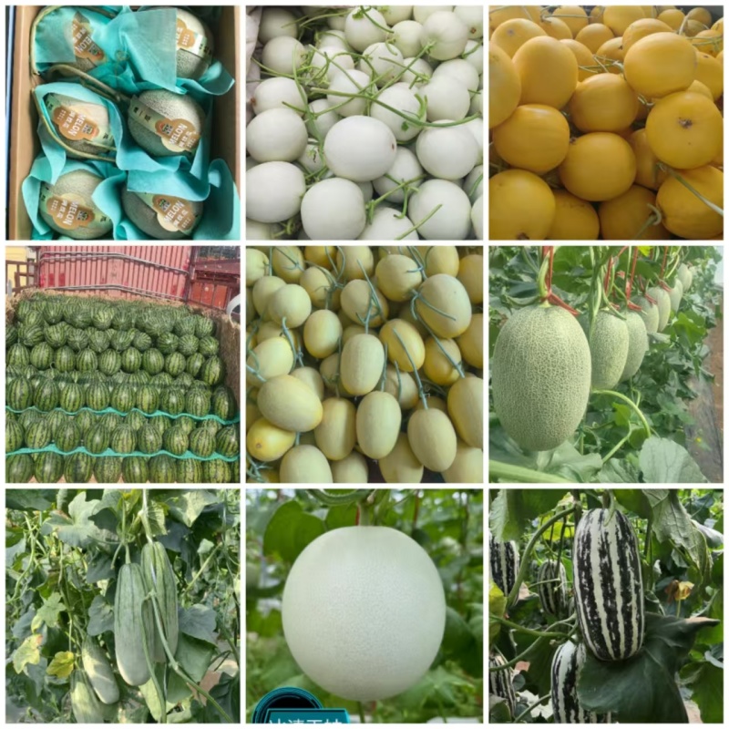玉菇甜瓜冰激凌玉菇白瓜大量有货产地直发新鲜采摘代收