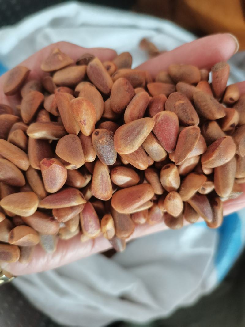 松鼠粮小颗粒生松子，种子子未加工，颗粒饱满，货源充足