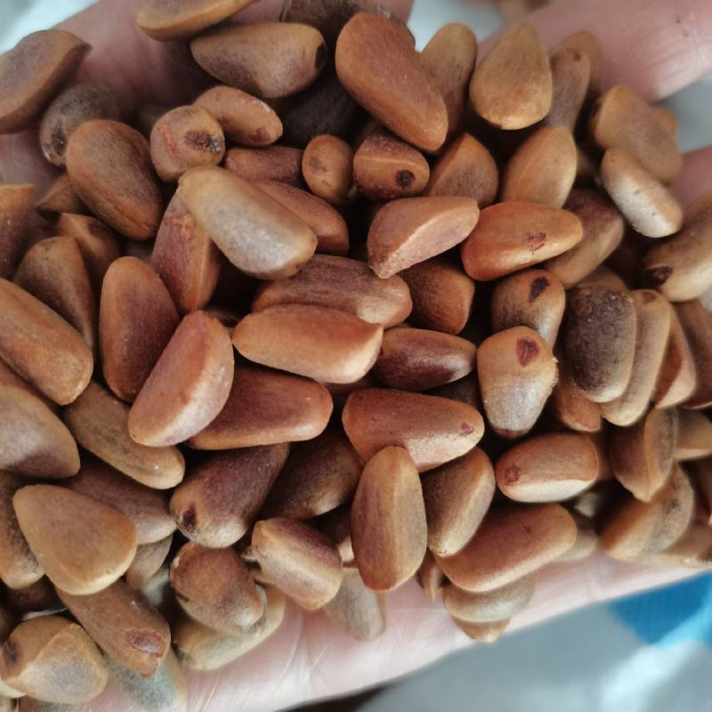 松鼠粮小颗粒生松子，种子子未加工，颗粒饱满，货源充足