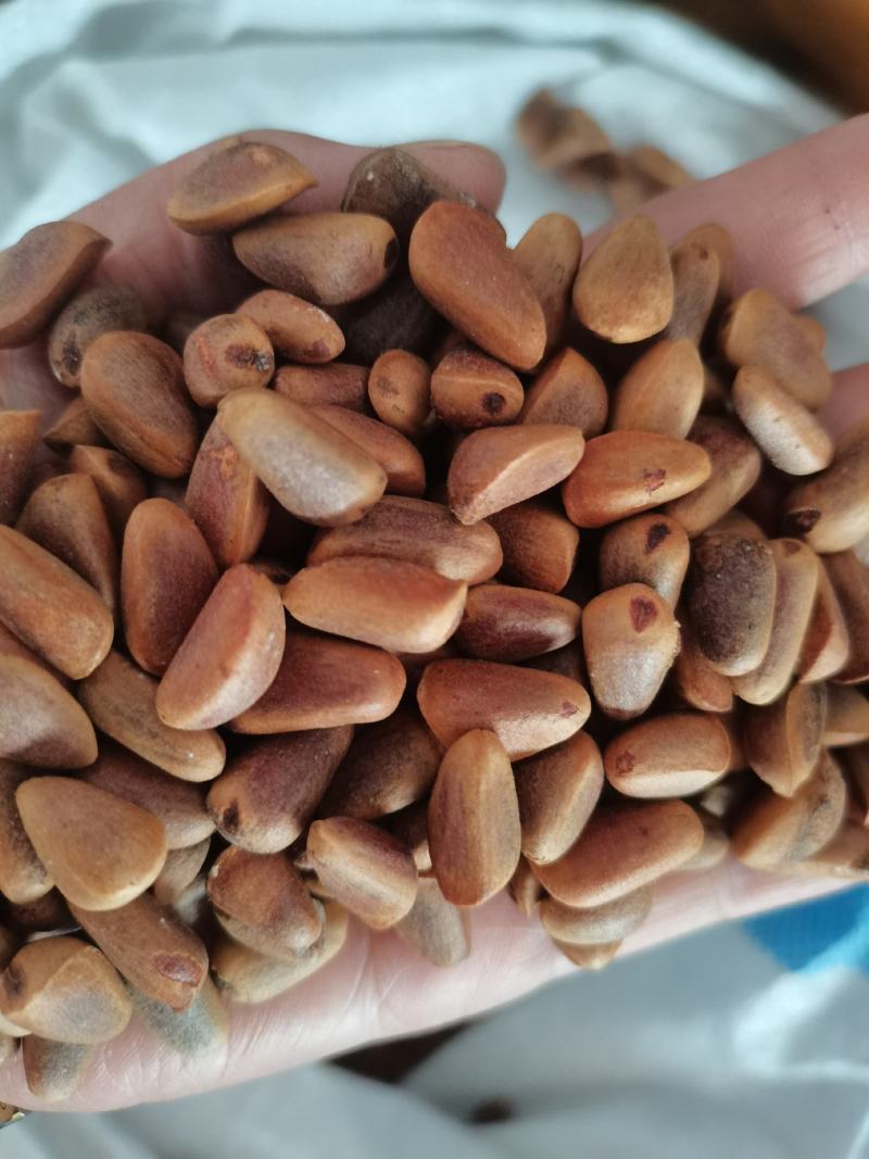 松鼠粮小颗粒生松子，种子子未加工，颗粒饱满，货源充足