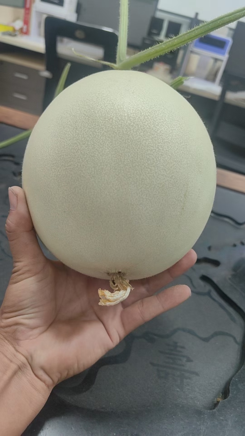 玉菇甜瓜冰激凌玉菇白瓜大量有货产地直发新鲜采摘代收