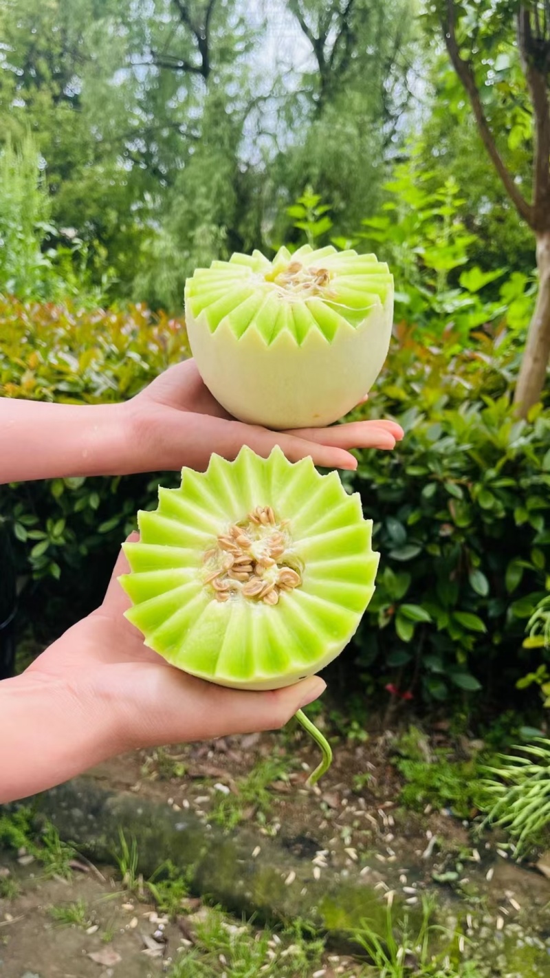 玉菇甜瓜冰激凌玉菇白瓜大量有货产地直发新鲜采摘代收