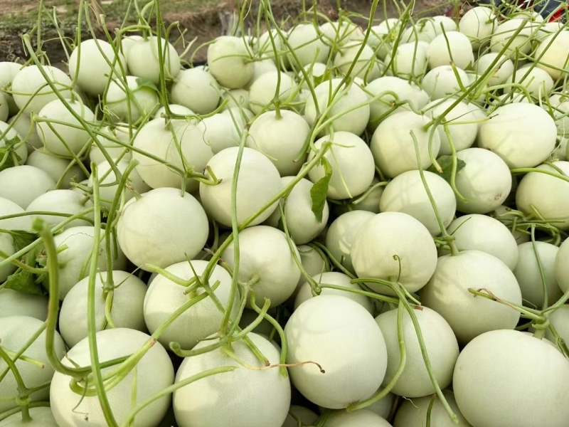 玉菇甜瓜冰激凌玉菇白瓜大量有货产地直发新鲜采摘代收