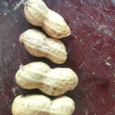 鲜花生大量有货欢迎全国客商联系