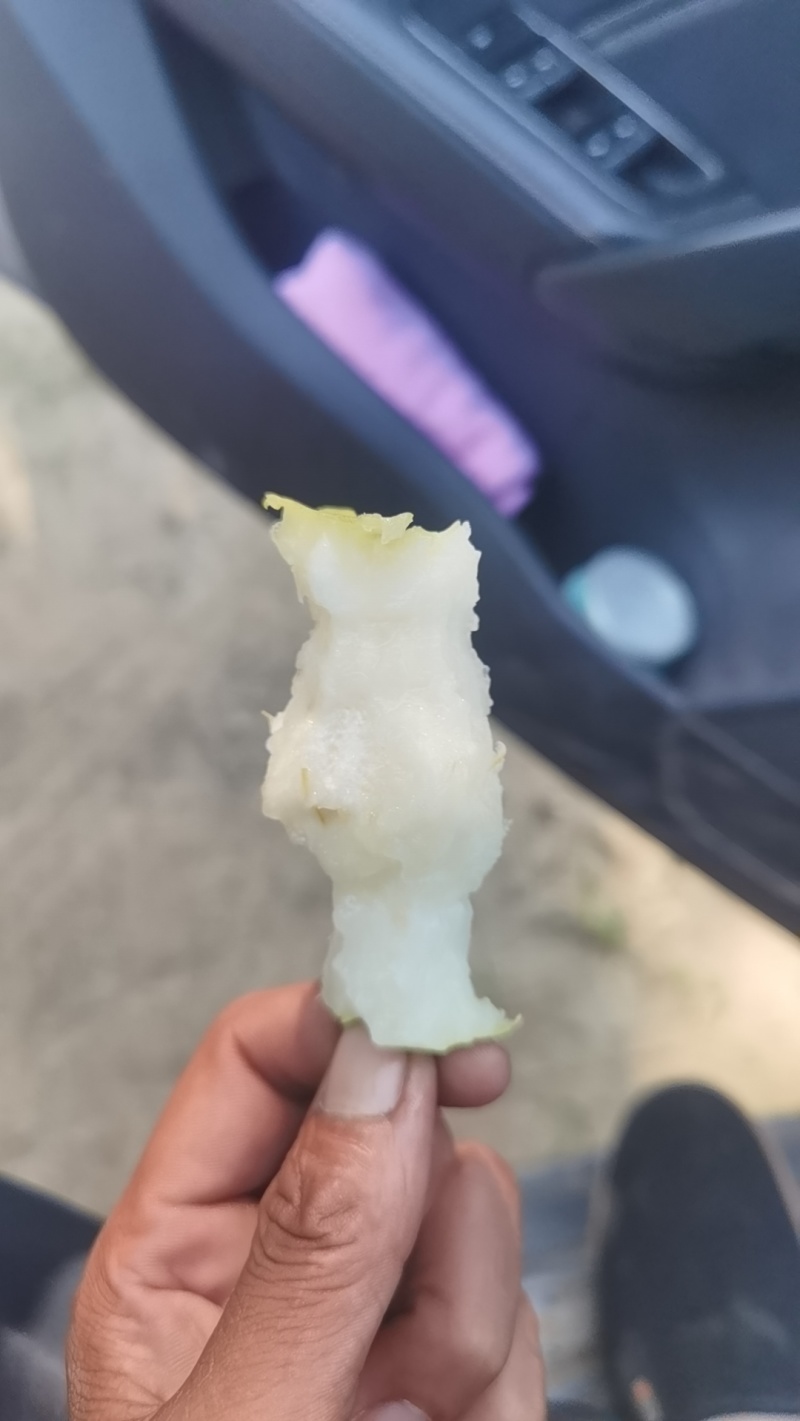 各品种梨上市