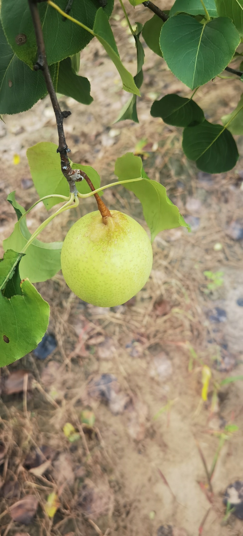各品种梨上市
