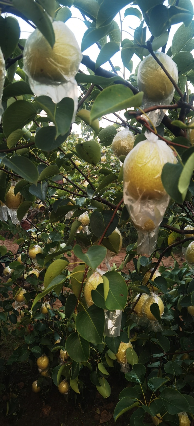 各品种梨上市