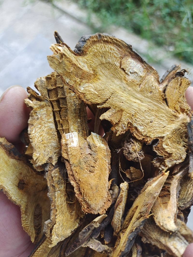 批发中药材虎杖，存野生虎杖，无硫产地直发长期供货价格便宜