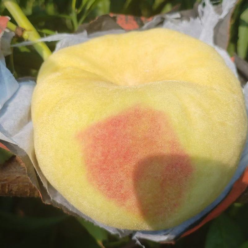 瑞蟠21大量待下树半个月以后下树