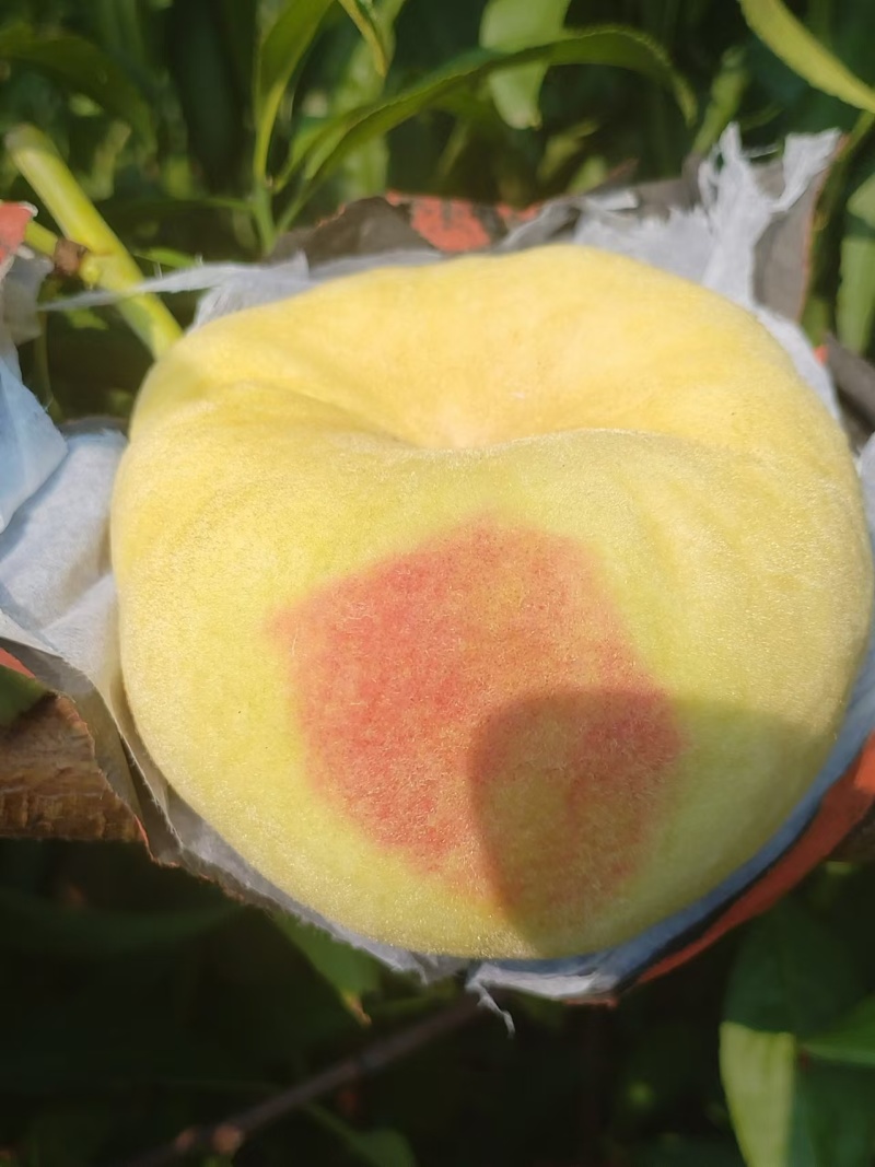瑞蟠21大量待下树半个月以后下树