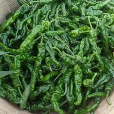 谓南，蒲城县辣椒已大量上市