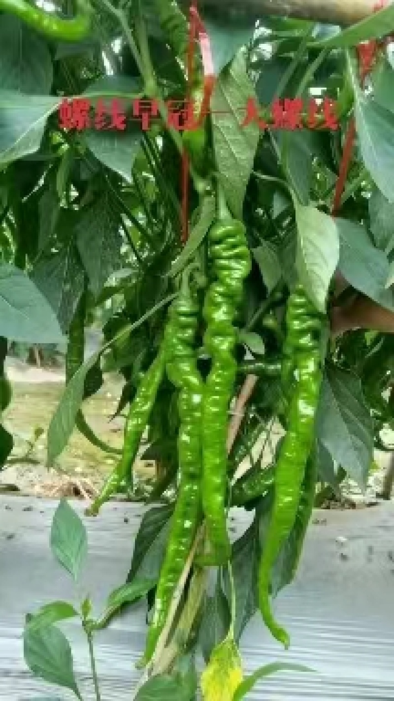 谓南，蒲城县辣椒已大量上市