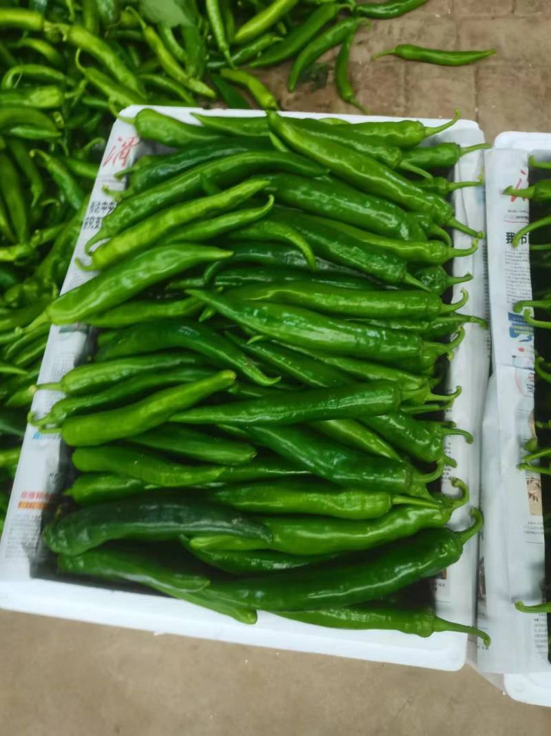 谓南，蒲城县辣椒已大量上市