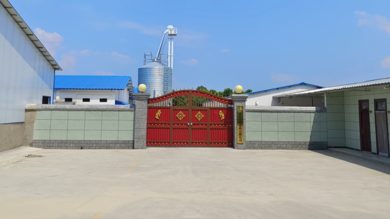 新农三，新鲜无抗手续齐全农场直发，