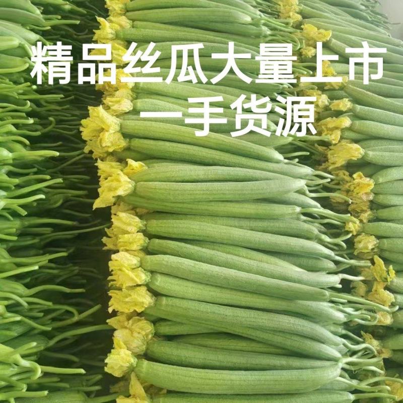 云南鲜花丝瓜大量上市，产地直发，对接全国欢迎咨询采购