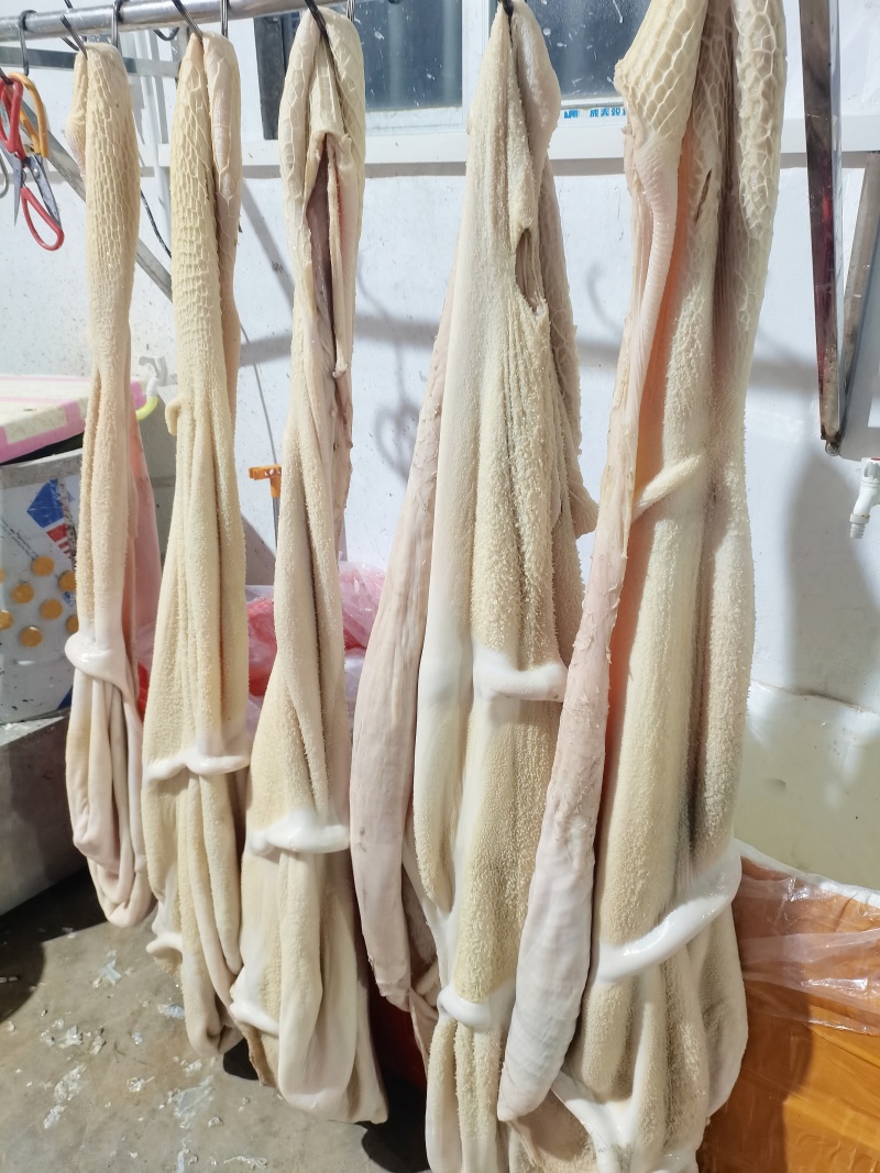 【鲜牛肚】厂家供货货量大新鲜日期全国接单承接餐饮加工批发