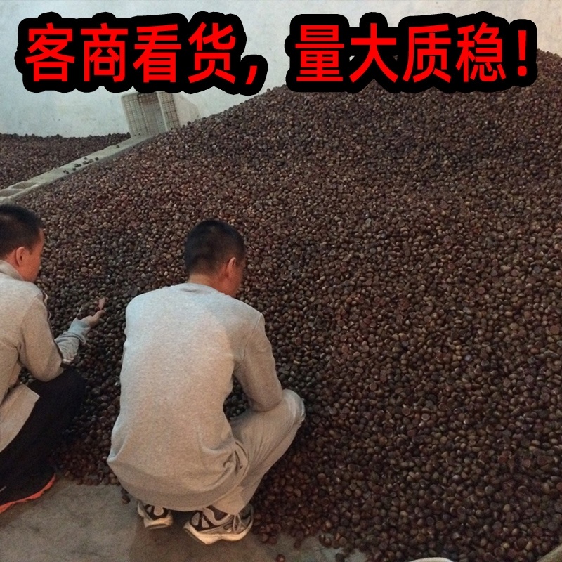 油栗板栗炒栗种1包也批发代发产地直发炒板栗炒货油栗子