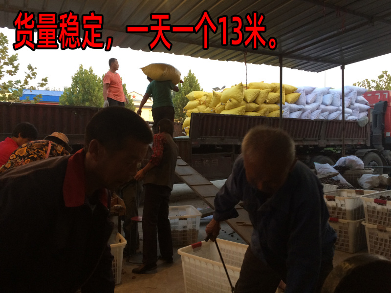 油栗板栗炒栗种1包也批发代发产地直发炒板栗炒货油栗子