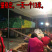 油栗板栗炒栗种1包也批发代发产地直发炒板栗炒货油栗子