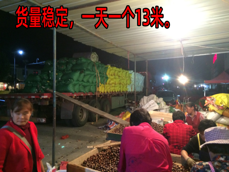 油栗板栗炒栗种1包也批发代发产地直发炒板栗炒货油栗子
