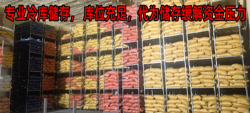 油栗板栗炒栗种1包也批发代发产地直发炒板栗炒货油栗子