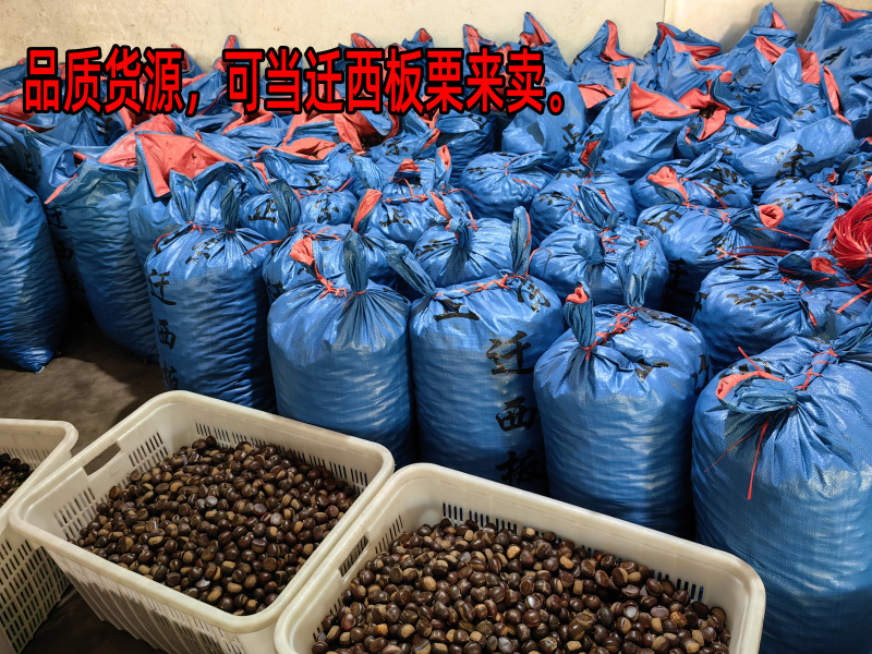 油栗板栗炒栗种1包也批发代发产地直发炒板栗炒货油栗子
