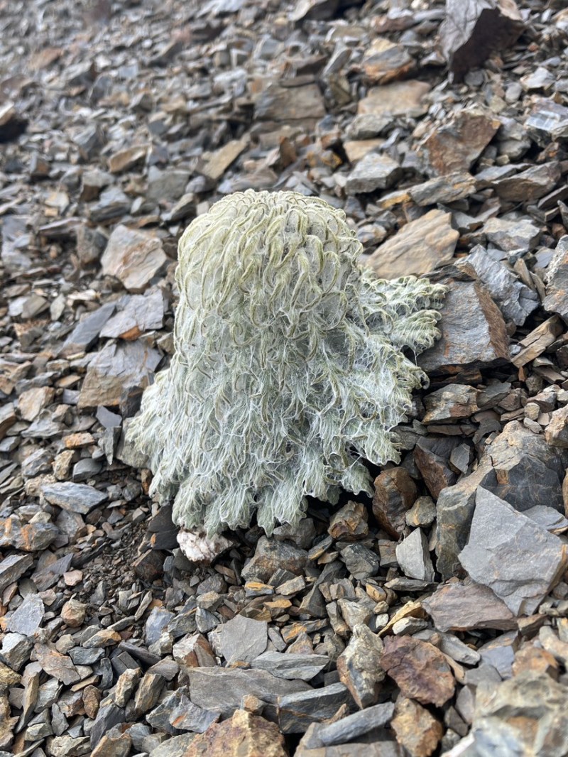 藏雪莲花西藏山货干的
