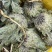 藏雪莲花西藏山货干的