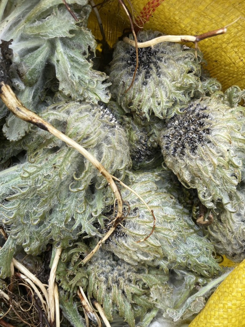 藏雪莲花西藏山货干的
