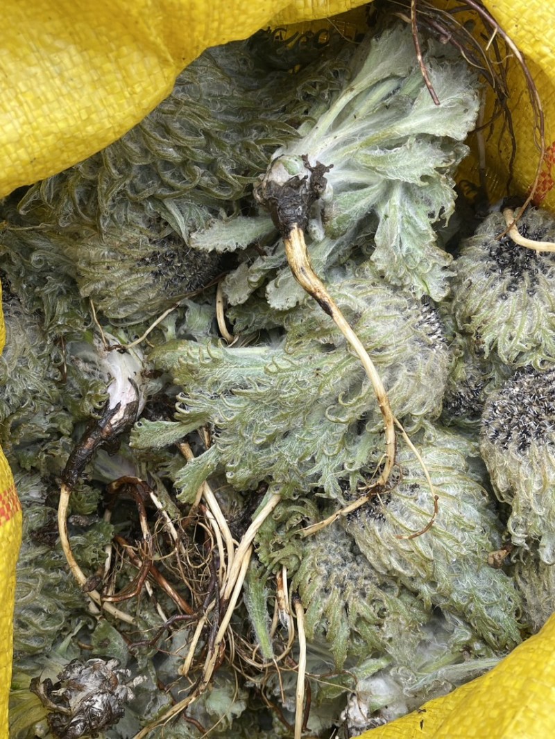 藏雪莲花西藏山货干的