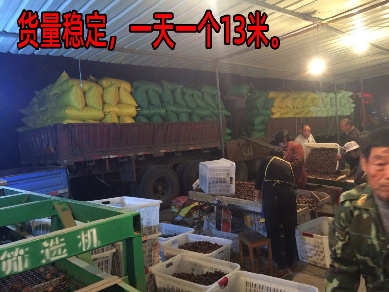 沂蒙山板栗油栗子炒锅栗子加工厂栗子