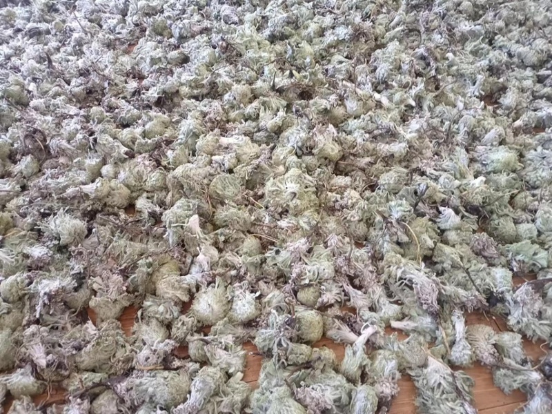 藏雪莲花西藏山货干的
