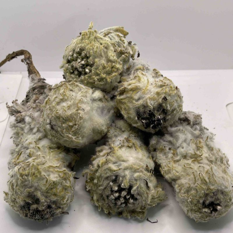 藏雪莲花西藏山货干的