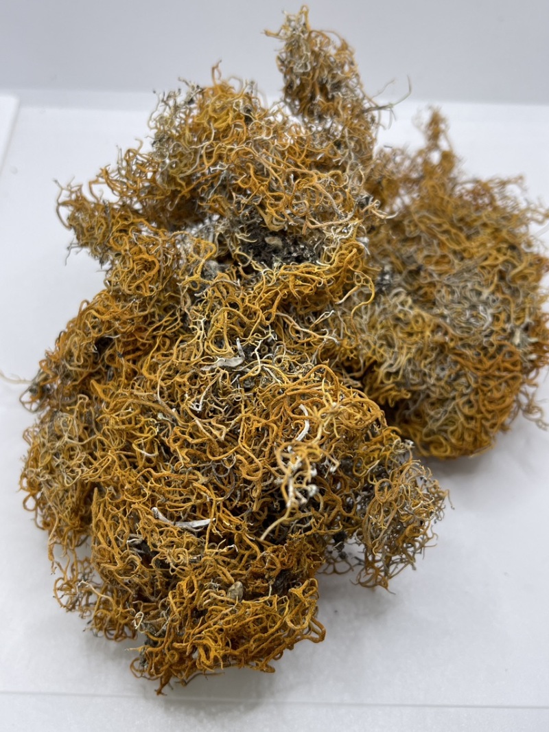 西藏高山货金丝红雪茶纯野生