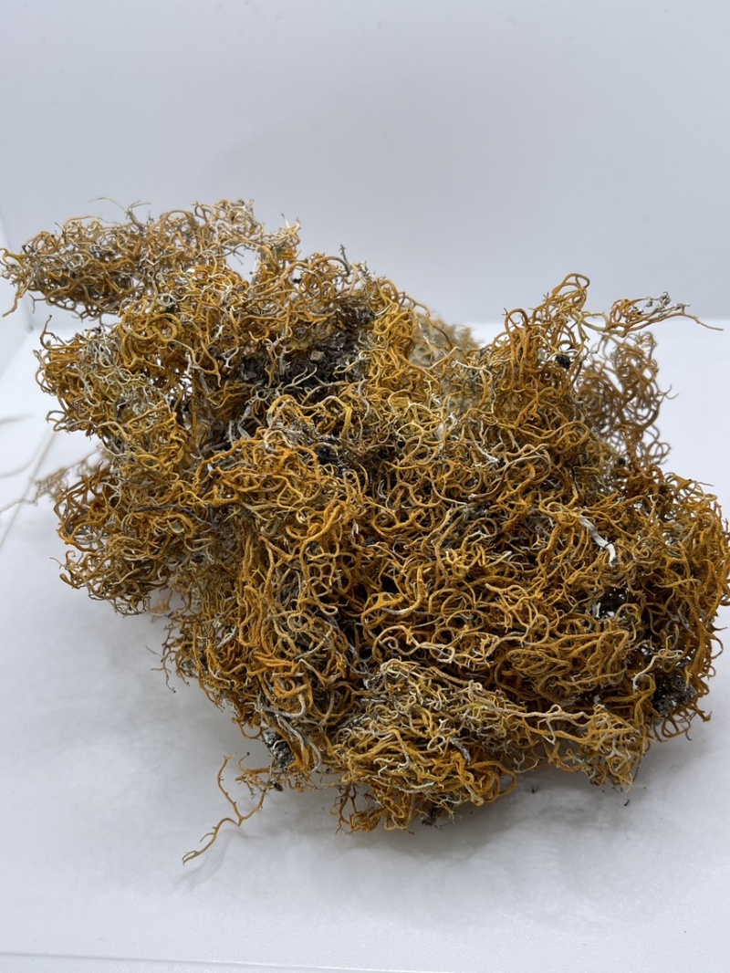 西藏高山货金丝红雪茶纯野生