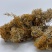 西藏高山货金丝红雪茶纯野生
