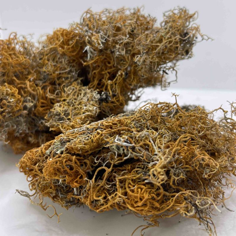 西藏高山货金丝红雪茶纯野生